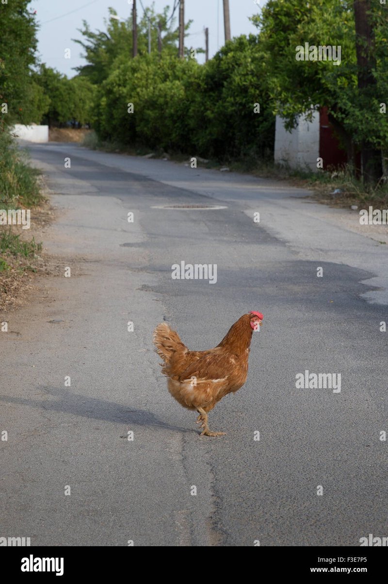 Chicken road españa - Descubre el Mysterio de la Ruta del Pollo en Juegos Online de España